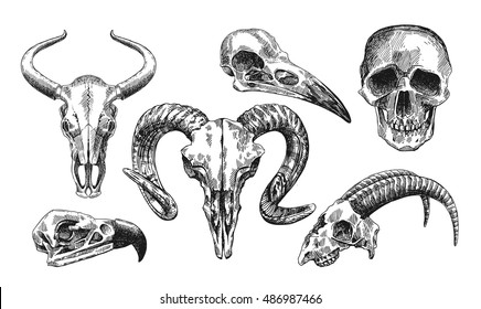 pics Animal Skull Pictures animal skull replicas