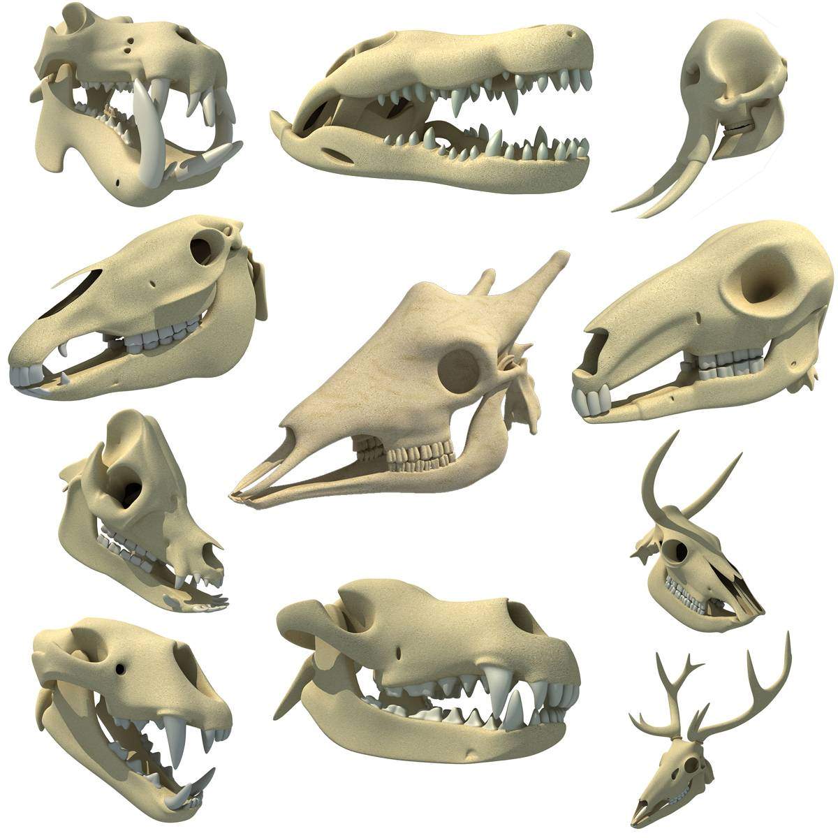 pix Animal Skull Pictures summit designs animal skull wall decor set of 3 8x10 unframed poster photos cow bull deer skulls