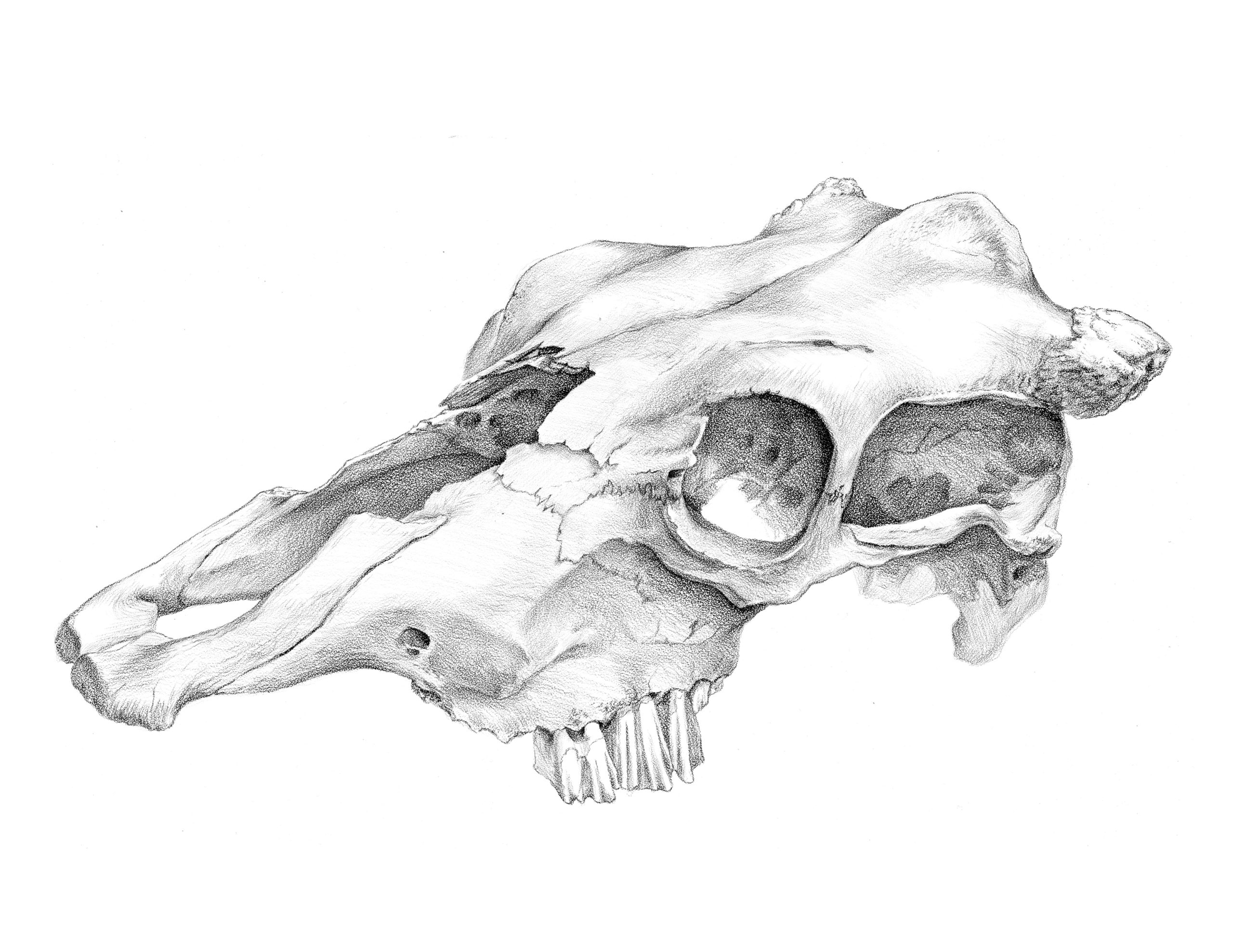 photo Animal Skull Pictures articulture designs