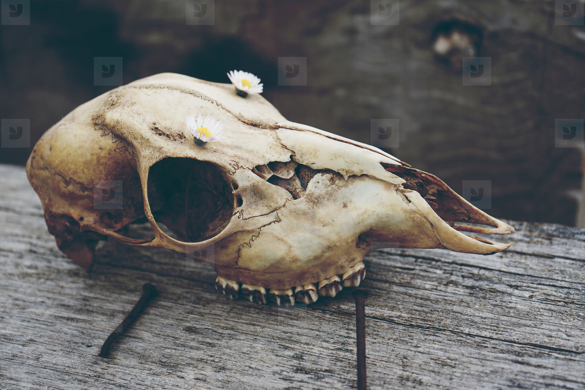 picture Animal Skull Pictures https www shutterstock com image vector vector sketch illustration animal skull drawing 486987466