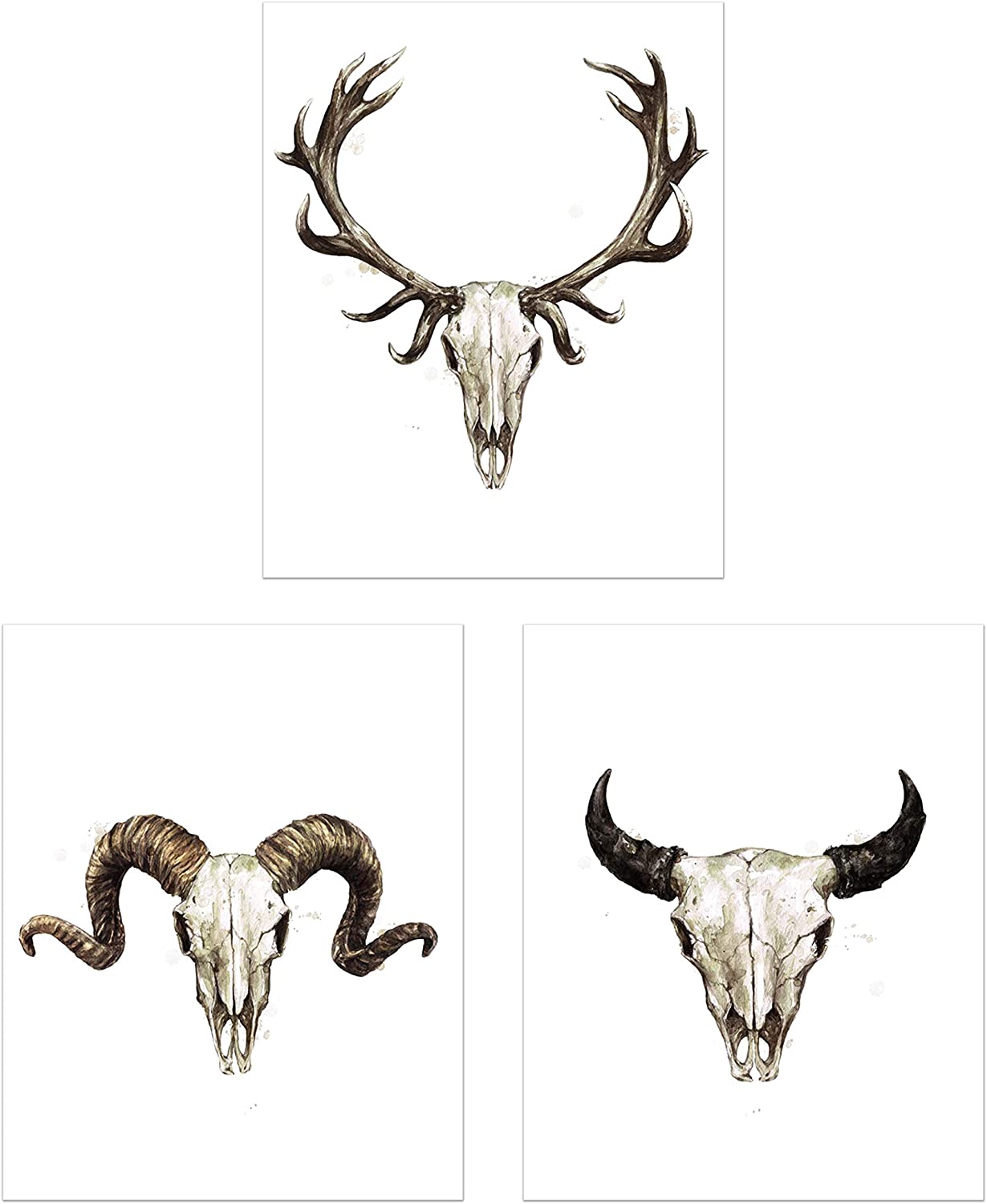 pic Animal Skull Pictures white animal skull photo free
