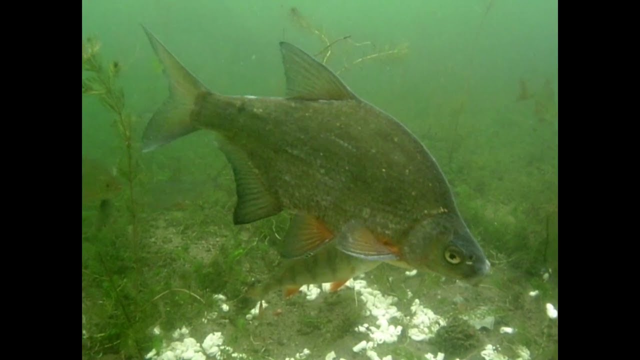picture Bream Feeding Underwater coarse fish feeding underwater roach perch bream rudd ryba na kormyozhke pod vodoj