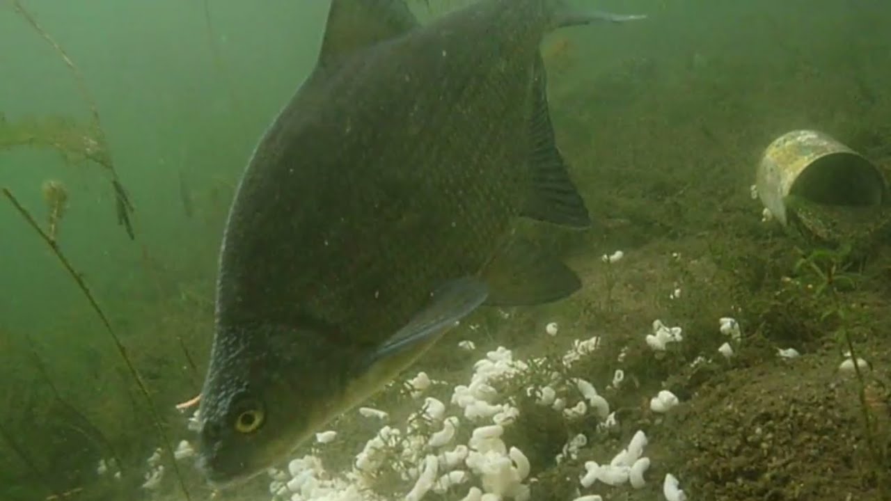 pics Bream Feeding Underwater https www alamy com stock photo common bream underwater 112476719 html