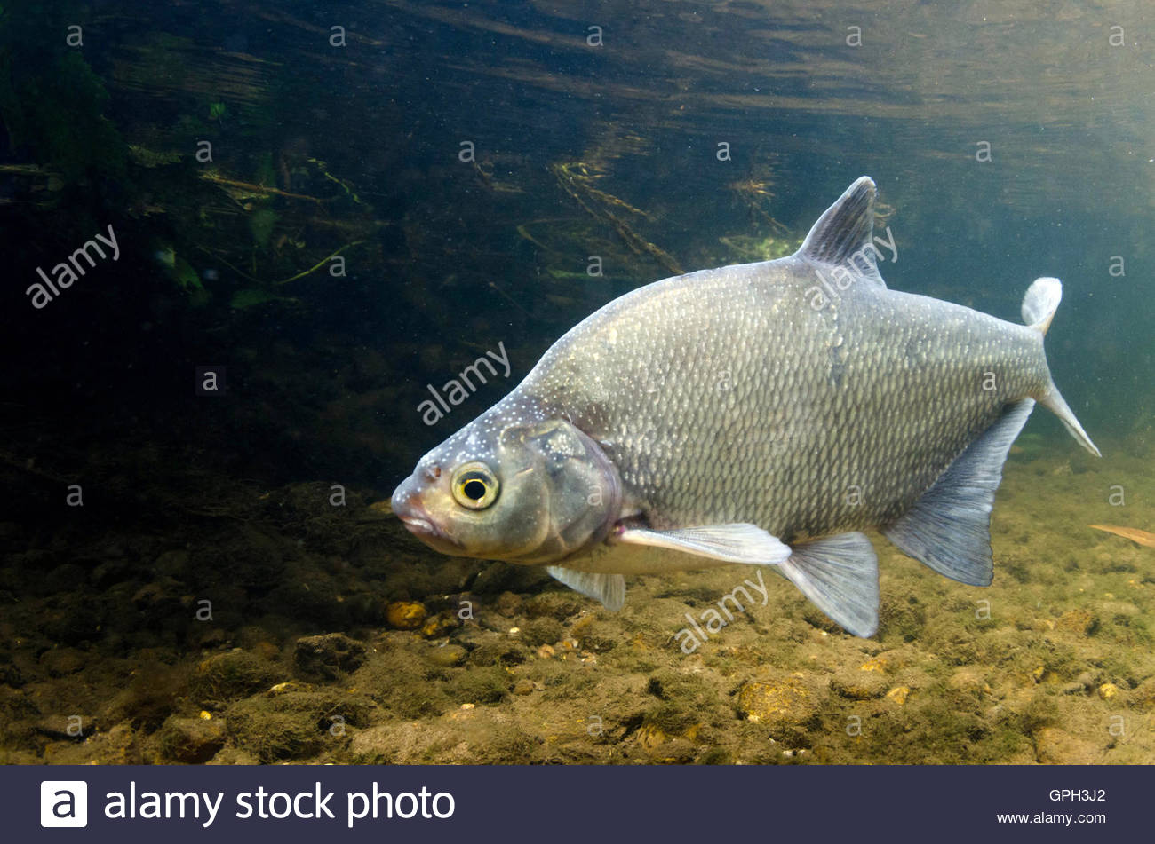 picture Bream Feeding Underwater https www alamy com stock photo common bream underwater 117160705 html