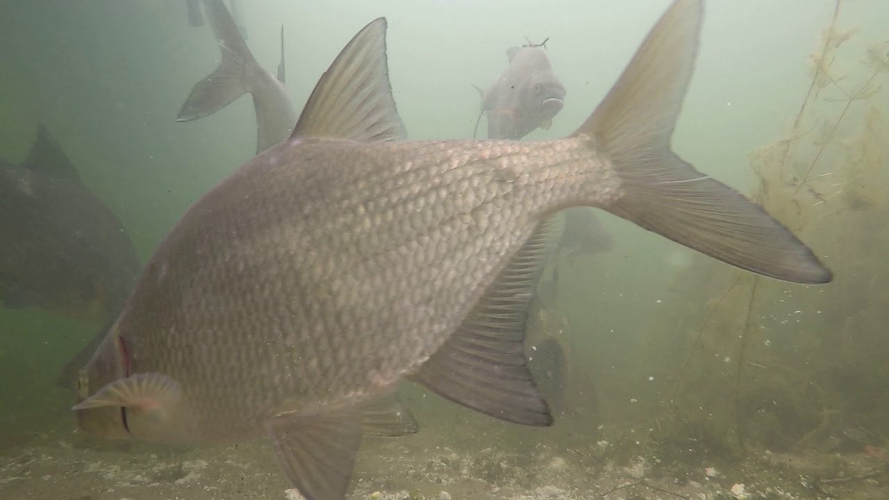 picture Bream Feeding Underwater big bream feeding underwater footage 7