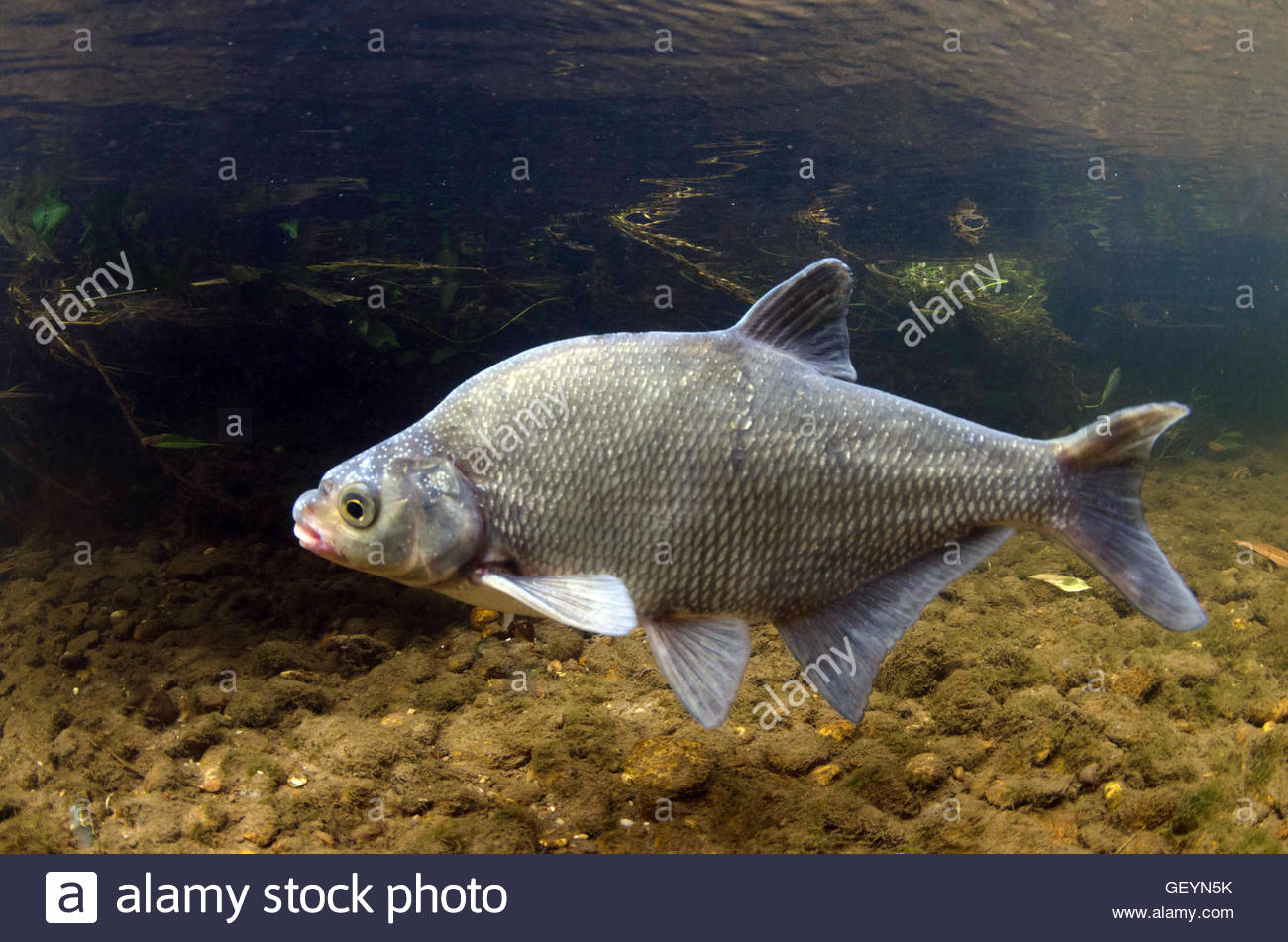 photo Bream Feeding Underwater https www alamy com stock photo common bream underwater 117160682 html