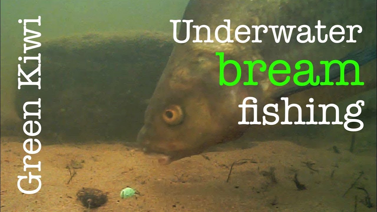 picture Bream Feeding Underwater youtube