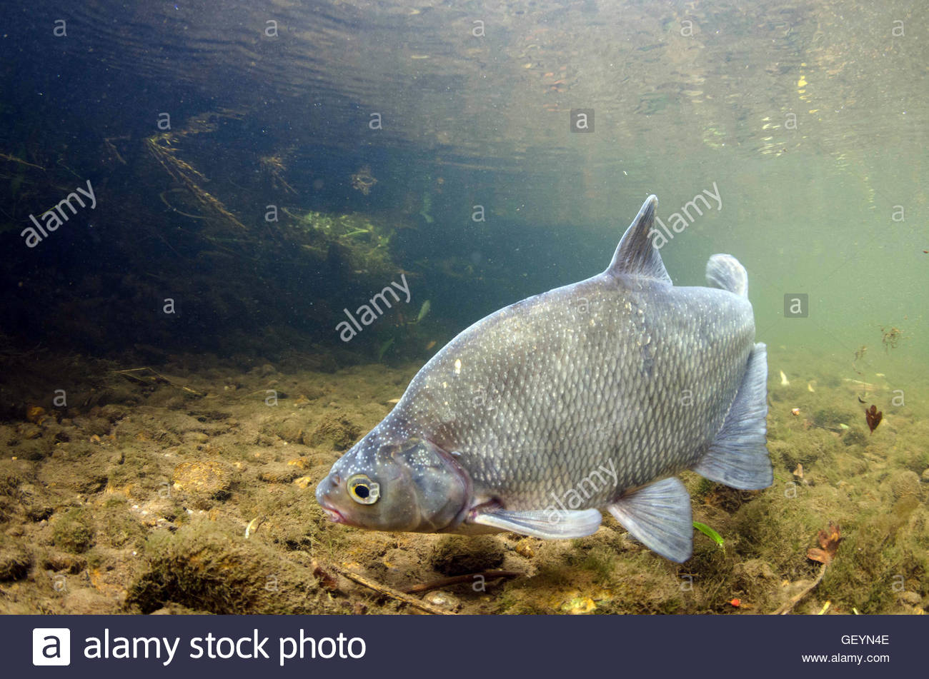 pic Bream Feeding Underwater bream fishing with green kiwi underwater footage breamtime s4 e8