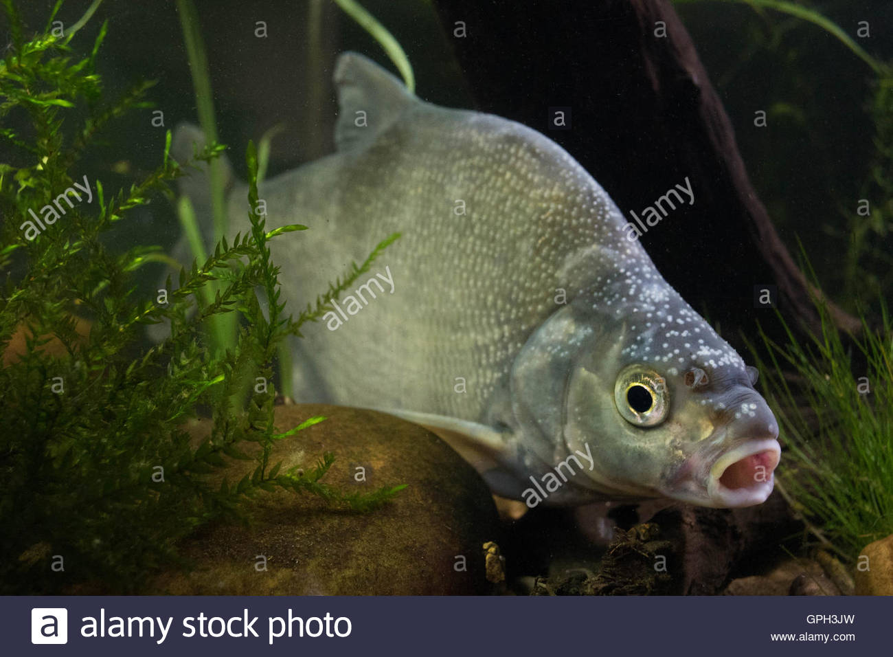 pic Bream Feeding Underwater https www alamy com stock photo common bream underwater 112476686 html