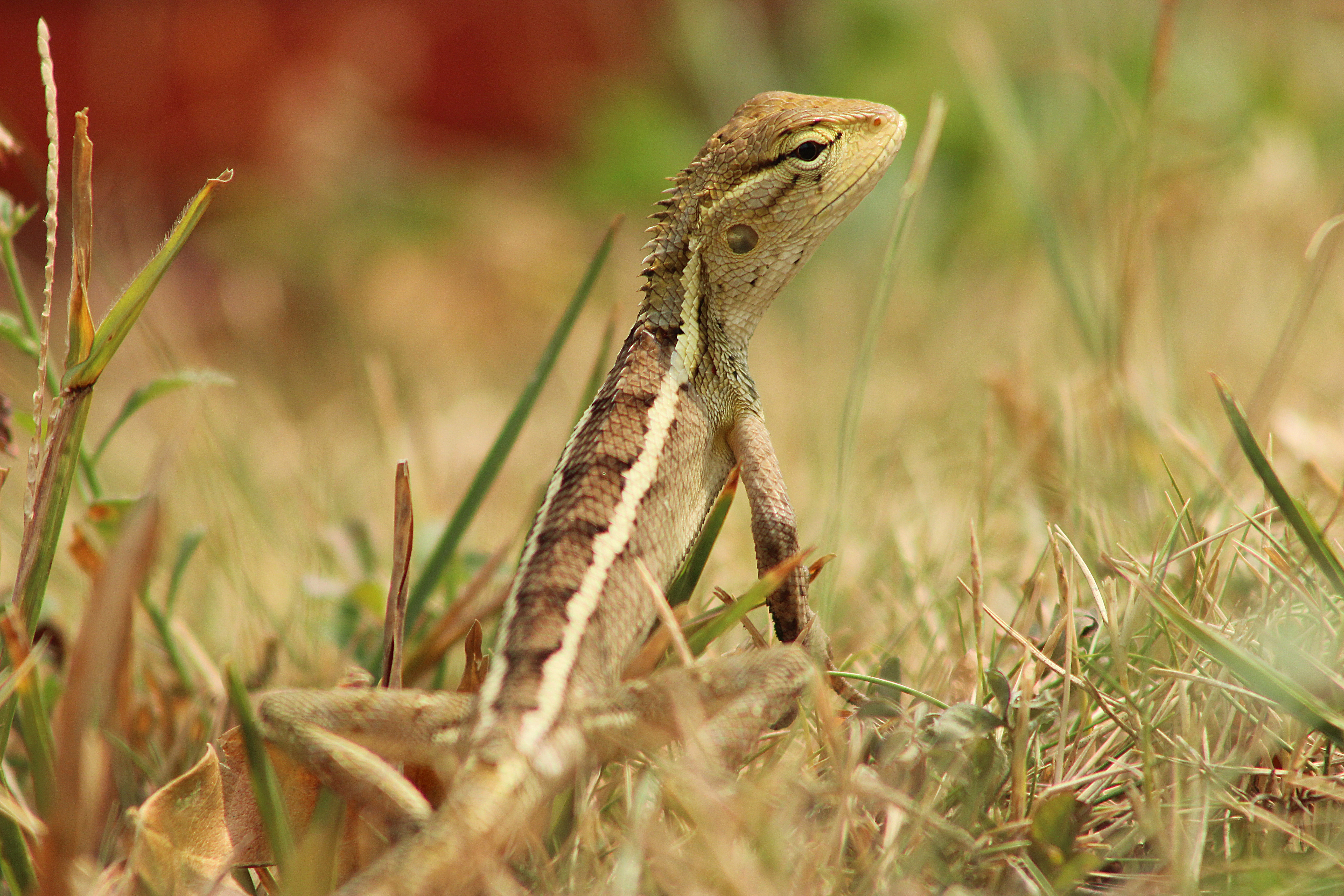 photo Bunglon Taman calotes versicolor daudinan alias