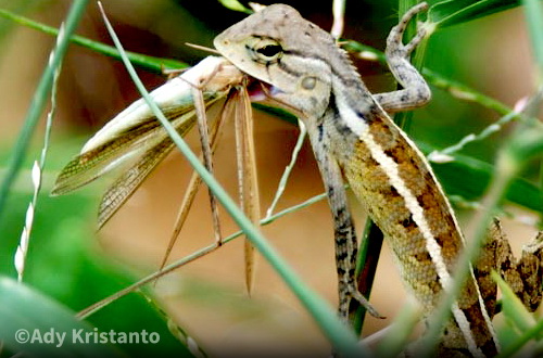 pics Bunglon Taman calotes versicolor daudinan alias