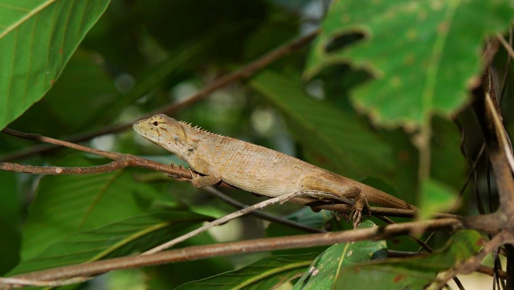 wallpapers Bunglon Taman calotes versicolor bunglon taman hewan peliharaan reptil