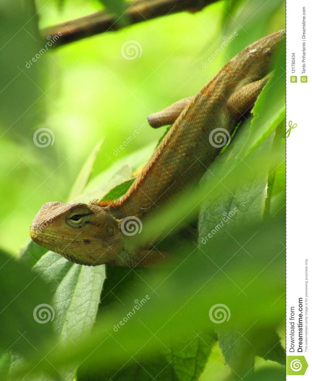 picture Bunglon Taman https www dreamstime com oriental garden lizard bunglon taman waiting flying insect oriental garden lizard bunglon taman waiting flying insect image121780434