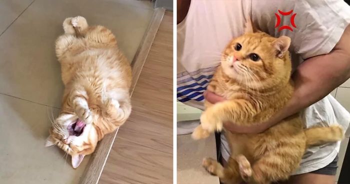 wallpapers Chubby Ginger Cat this adorable ginger cat sleeps all day