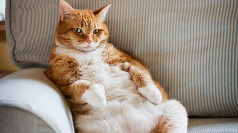 pic Chubby Ginger Cat cats and kittens