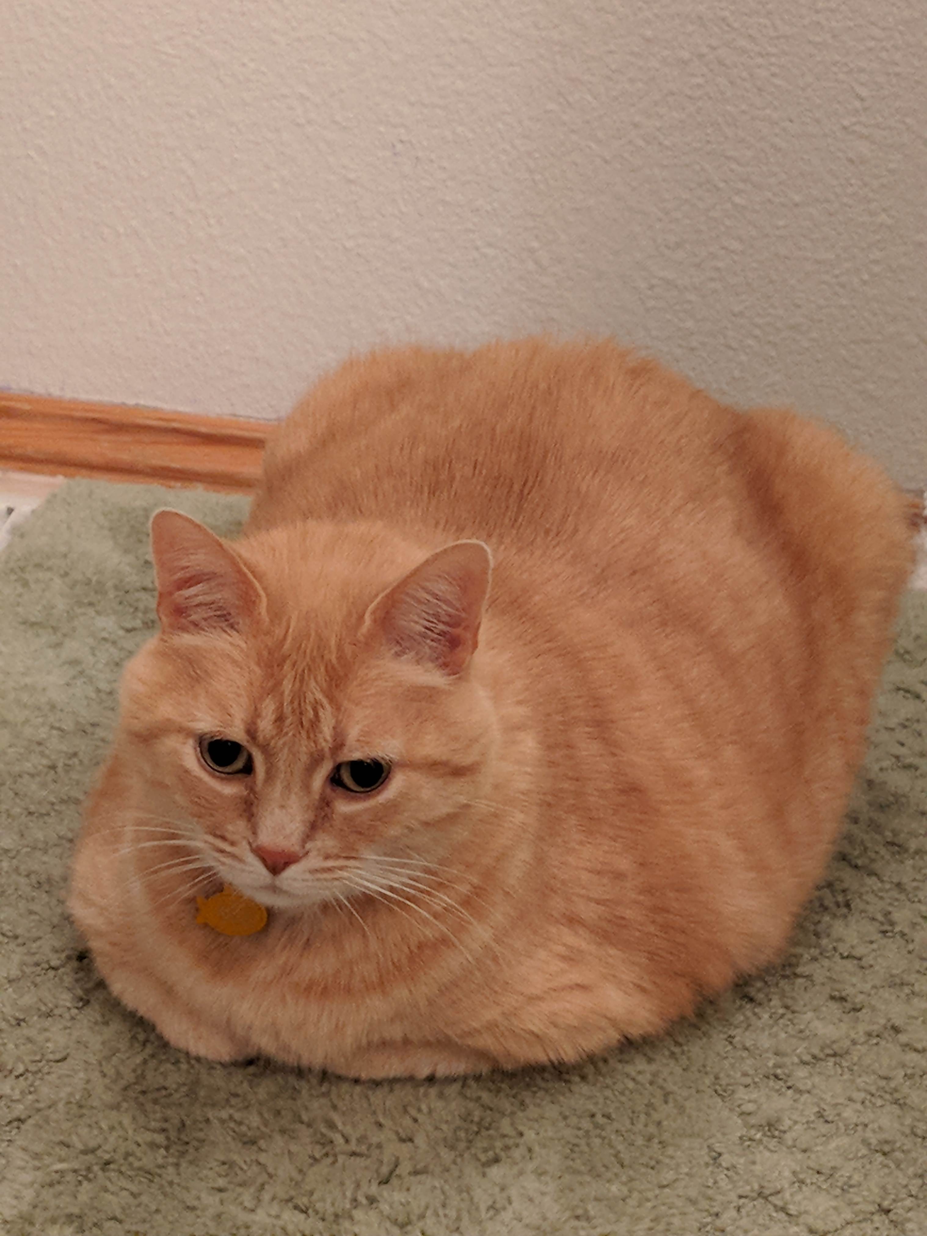 pic Chubby Ginger Cat adopted another viral fat cat