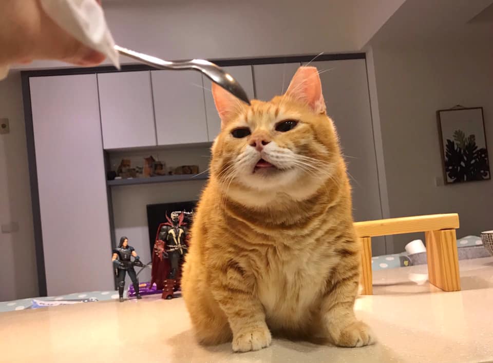 wallpapers Chubby Ginger Cat 5 reasons why ginger cats are the best