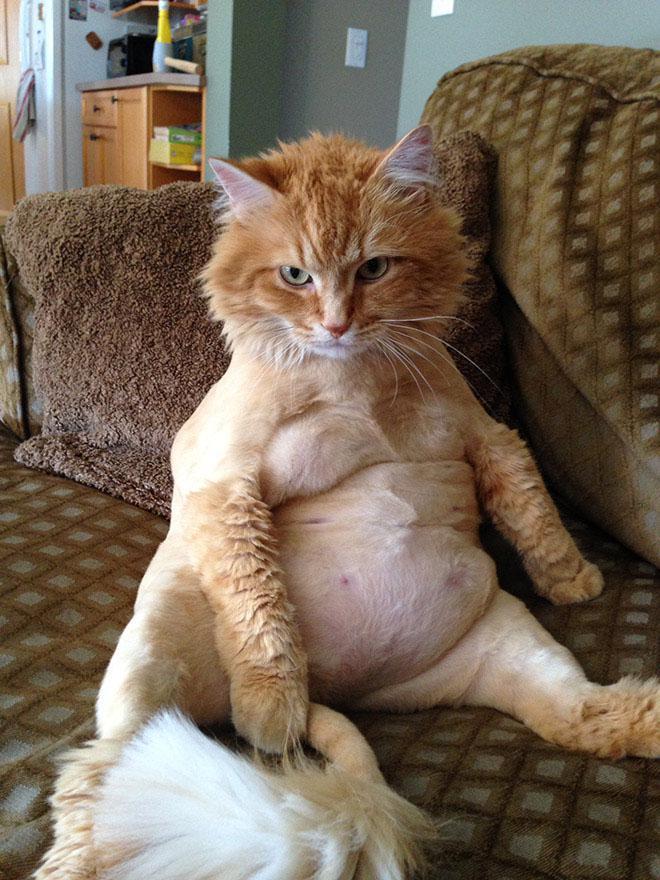 pix Chubby Ginger Cat chubby and cuddly tabby cats cat
