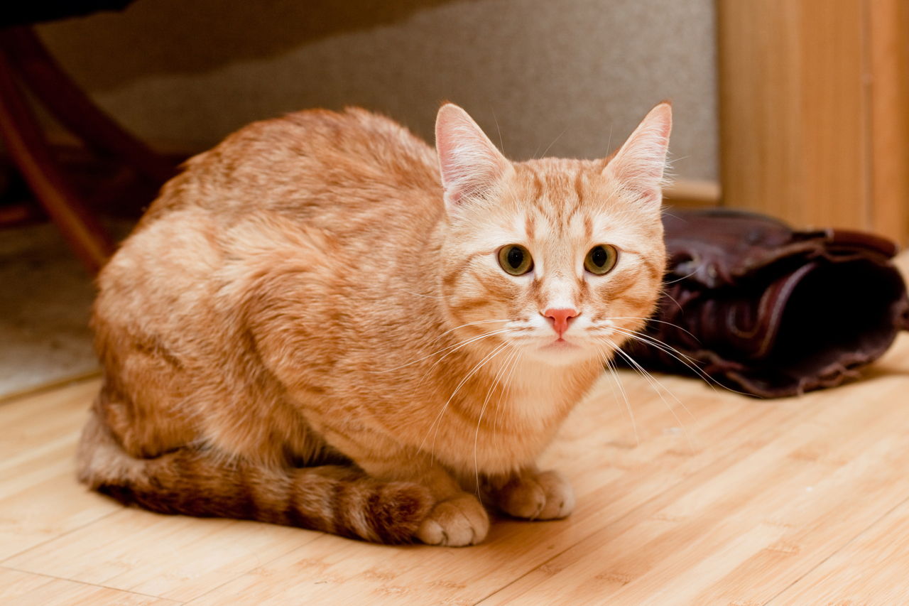 picture Chubby Ginger Cat chubby ginger loaf gingerkitty