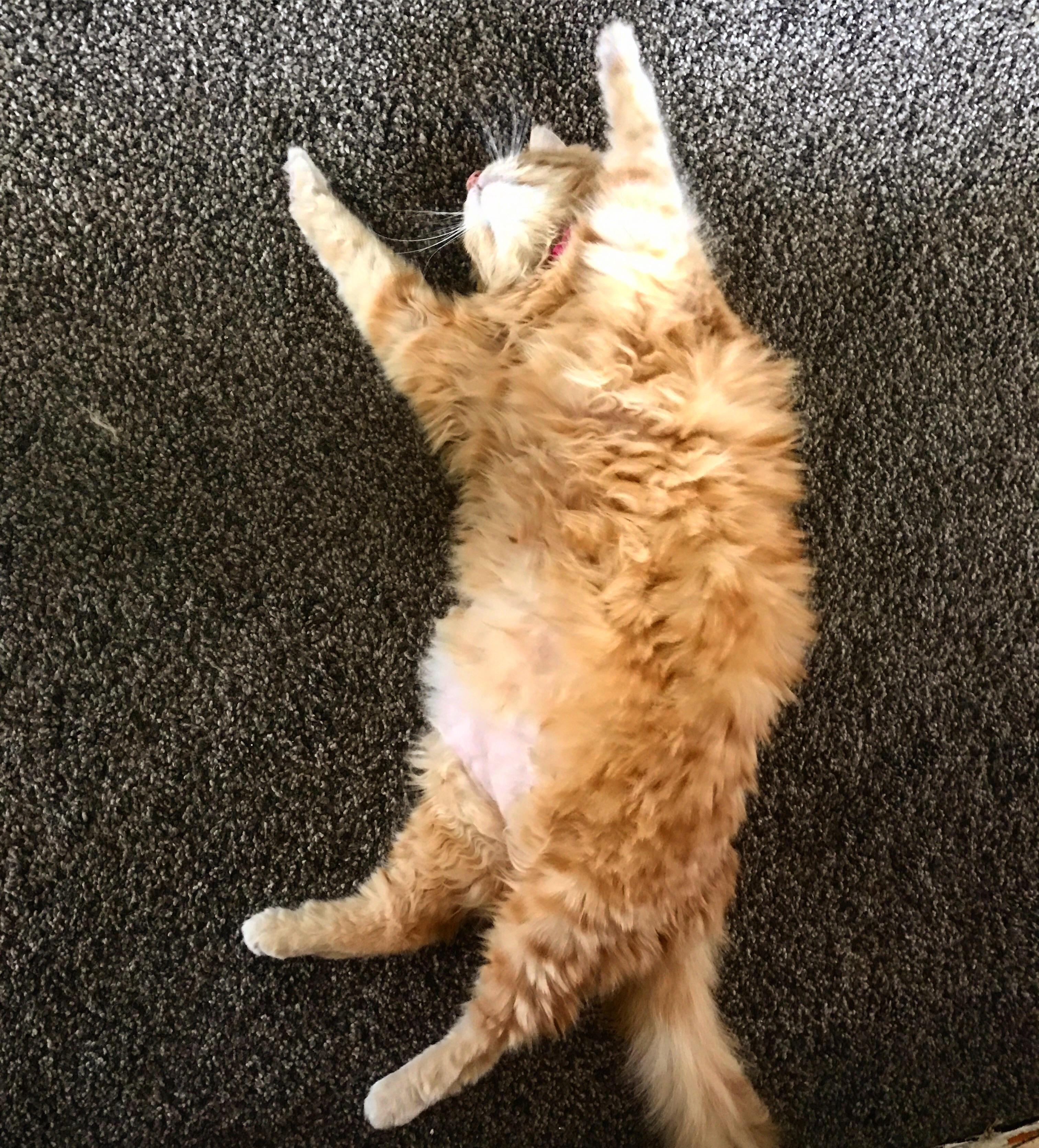 pics Chubby Ginger Cat chubby ginger cat aww