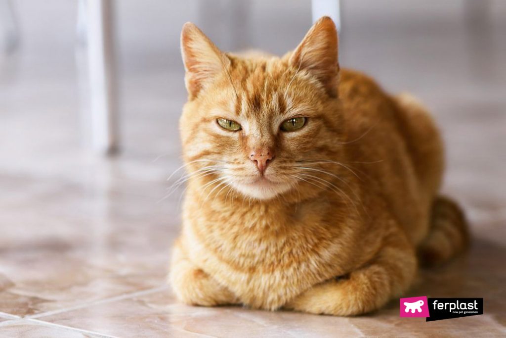 wallpapers Chubby Ginger Cat pet owners share photos of cats who