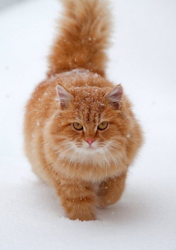pix Chubby Ginger Cat this adorable ginger cat sleeps all day