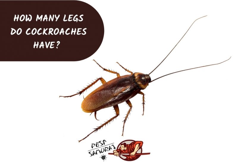 Cockroach Legs - Serunen