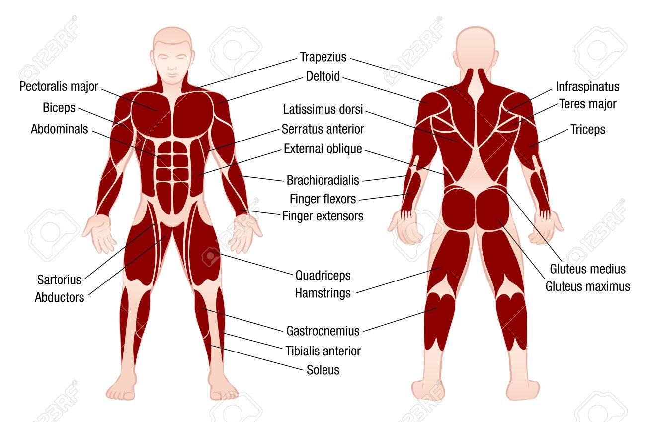 wallpapers Grafico De Musculos Del Cuerpo Humano sistema muscular masculino diagrama