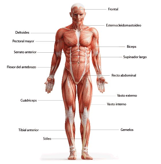 images Grafico De Musculos Del Cuerpo Humano sistema muscular humano