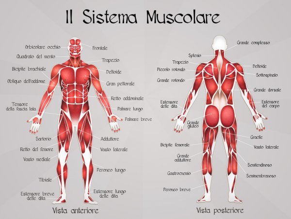 pic Grafico De Musculos Del Cuerpo Humano https www shutterstock com es image vector muscle chart most important muscles human 632184185