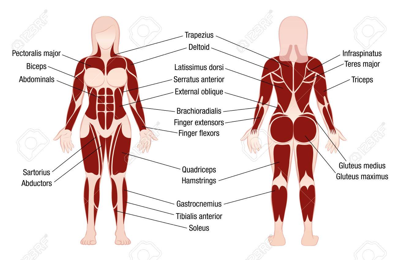 pix Grafico De Musculos Del Cuerpo Humano musculo grafico con descripcion alemana de los musculos mas importantes del cuerpo humano vista frontal y posterior ilustracion vectorial aislados