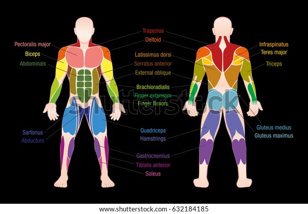 wallpapers Grafico De Musculos Del Cuerpo Humano grafico del musculo con la descripcion precisa de los musculos mas importantes del cuerpo humano vista frontal y posterior ilustracion vectorial