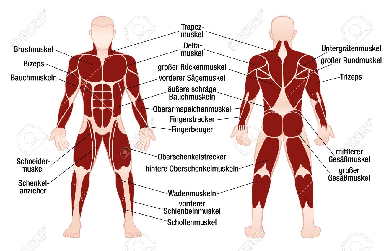photo Grafico De Musculos Del Cuerpo Humano sistema muscular imagenes fotos de