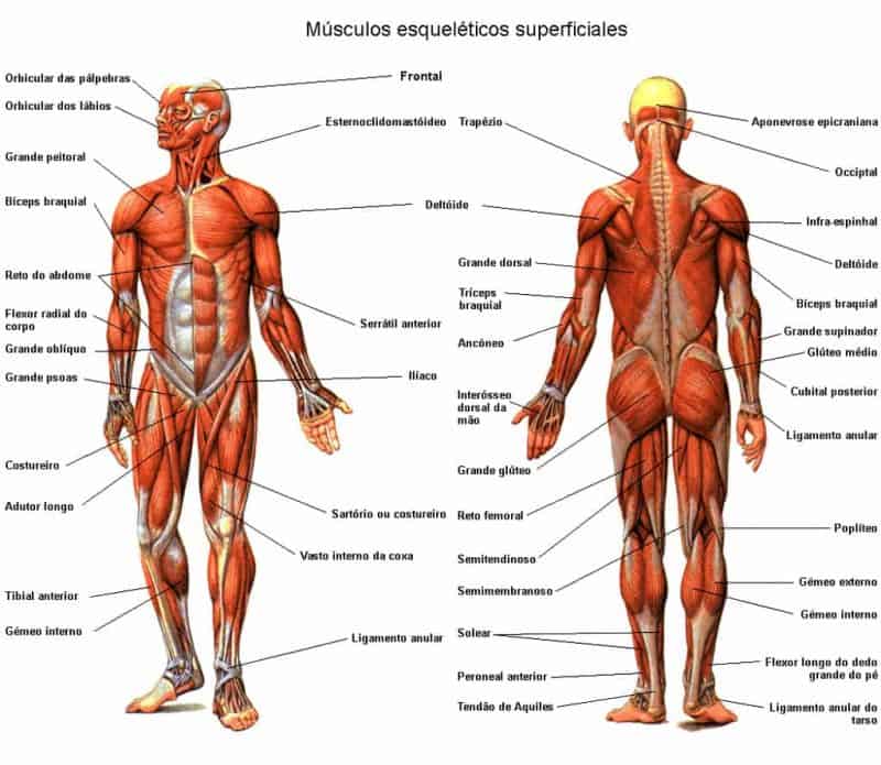 wallpapers Grafico De Musculos Del Cuerpo Humano grafico del musculo con la descripcion exacta de los musculos mas importantes del cuerpo femenino vista delantera y trasera ilustracion aislada