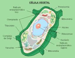 Imagenes De La Celula Vegetal Y Sus Partes - Serunen