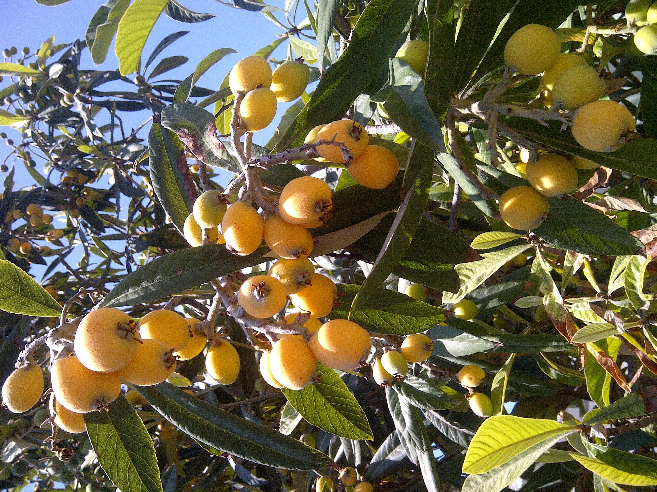 picture Nesperas Fruta nesperas fruit trees peach trees fruit