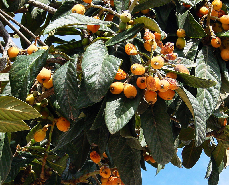 picture Nesperas Fruta loquat o de nispero con la fruta