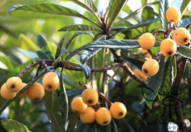 pix Nesperas Fruta arbol de nespera del loquat o de