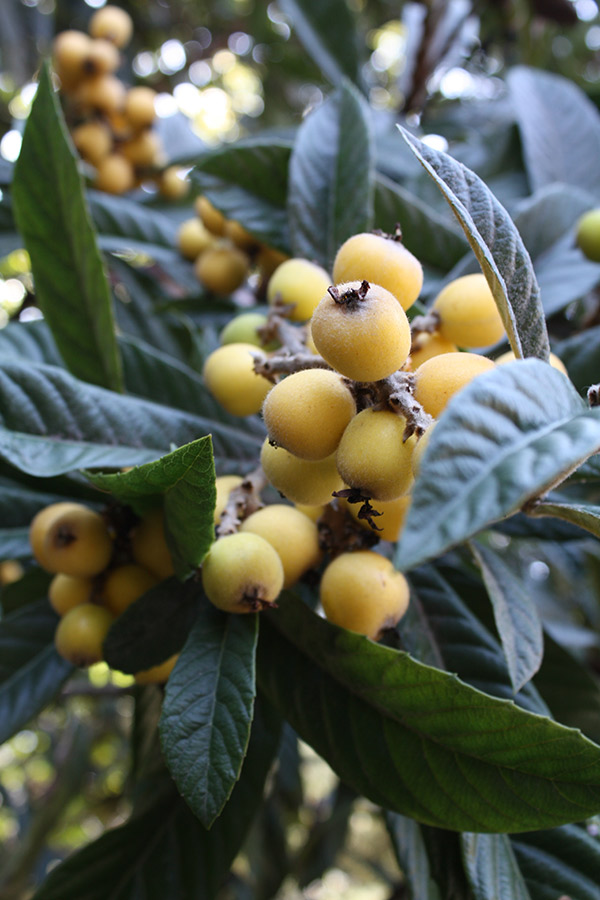 pics Nesperas Fruta nespera a velvety sweet brazilian