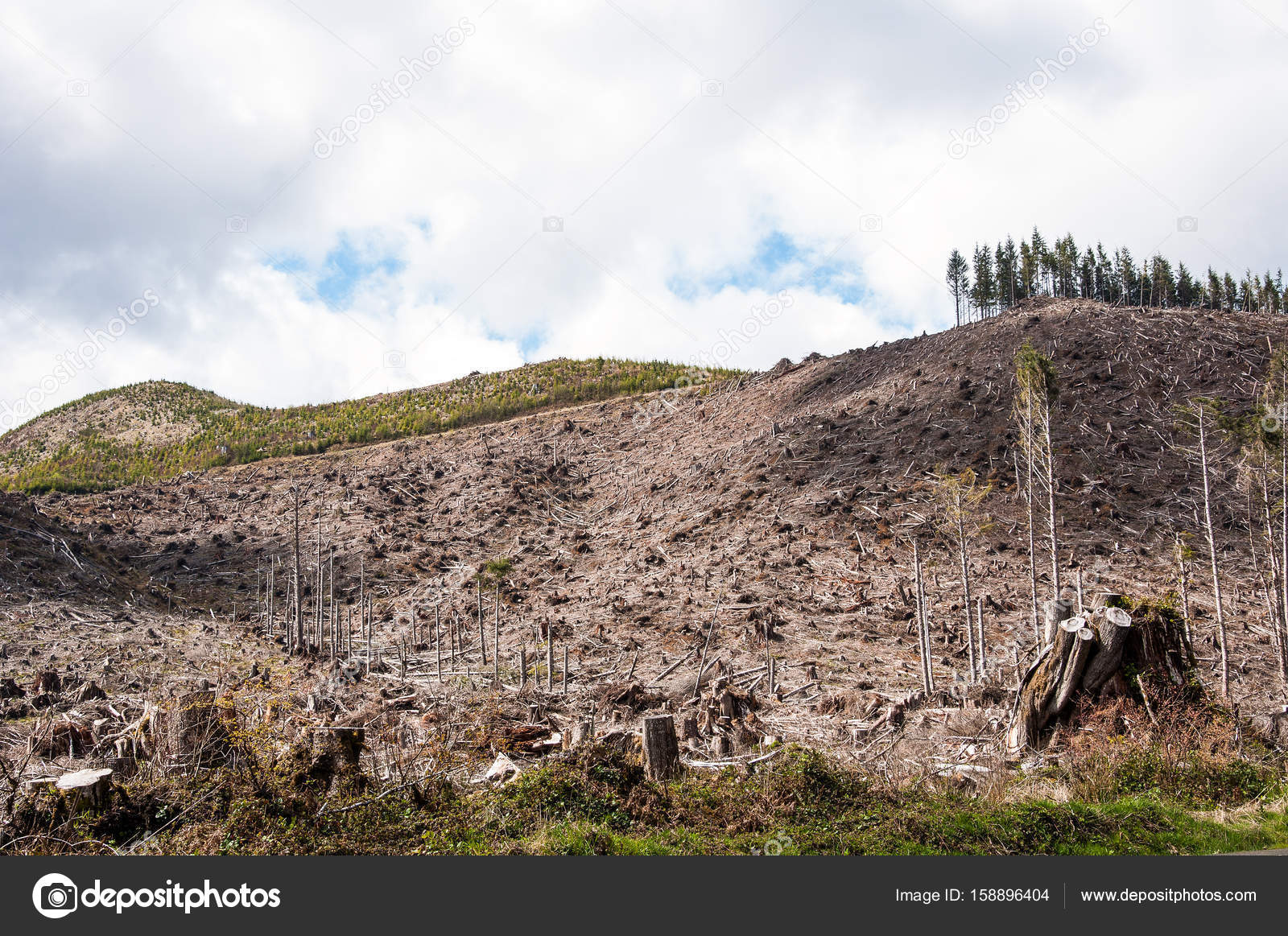 Pacific Northwest Deforestation - Serunen