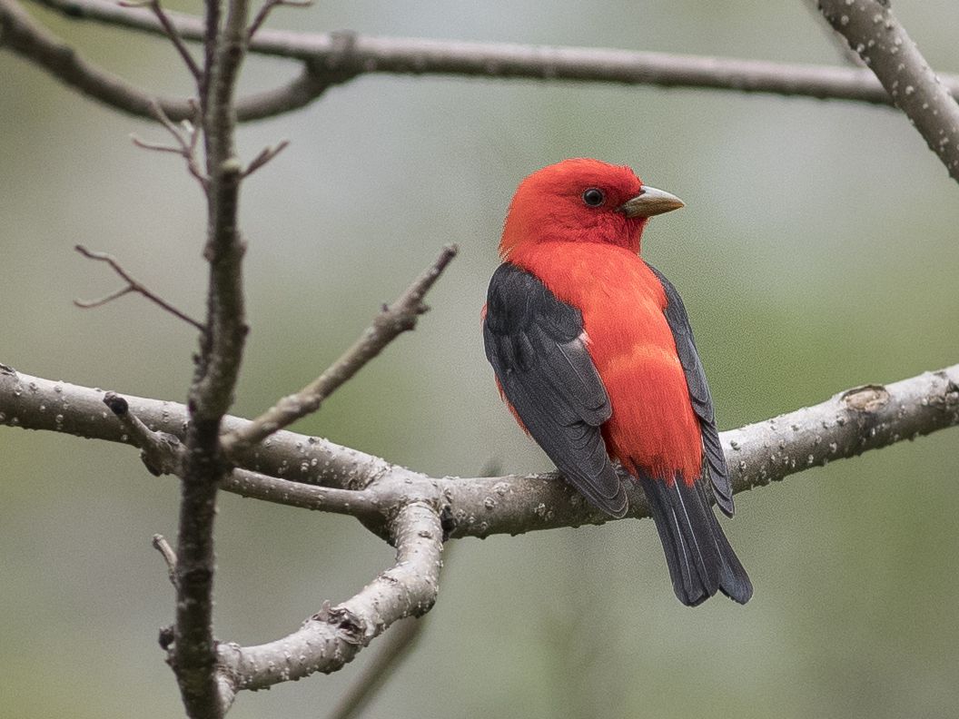 Red Sparrow Bird Images - Serunen